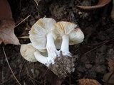 Tricholoma saponaceum image