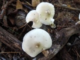Tricholoma saponaceum image