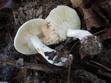 Tricholoma saponaceum image