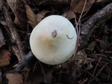 Tricholoma saponaceum image