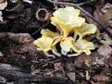 Chrysomphalina strombodes image