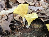 Chrysomphalina strombodes image