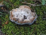 Hydnellum caeruleum image