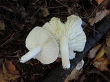Tricholoma scalpturatum image