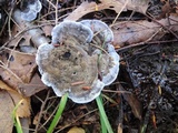 Phellodon niger image