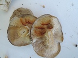 Lyophyllum fuligineum image