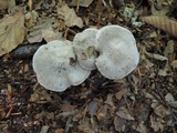 Lyophyllum fuligineum image