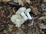 Lyophyllum fuligineum image