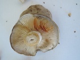 Lyophyllum fuligineum image