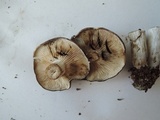 Lyophyllum fuligineum image
