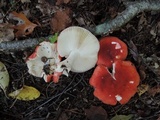 Russula silvicola image