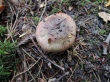Russula queletii image