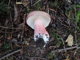 Russula queletii image