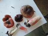Russula queletii image