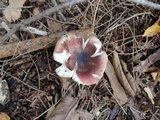 Russula queletii image