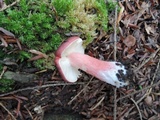Russula queletii image