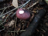 Russula queletii image