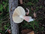 Russula queletii image