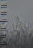 Antrodiella zonata image