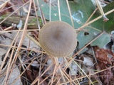Entoloma sericeum image