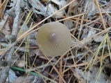 Entoloma sericeum image