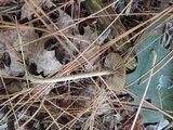 Entoloma sericeum image