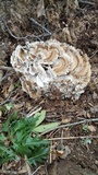 Meripilus sumstinei image