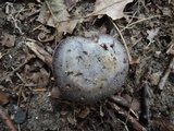 Cortinarius velicopia image