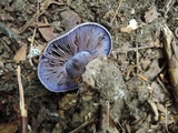 Cortinarius velicopia image