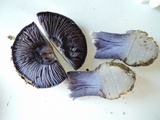 Cortinarius velicopia image