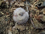Cortinarius velicopia image