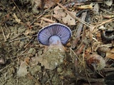 Cortinarius velicopia image