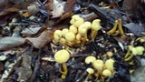Pholiota alnicola image