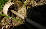 Panaeolus semiovatus image