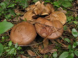 Cortinarius infractus image