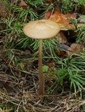 Oudemansiella furfuracea image