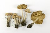 Marasmius oreades image