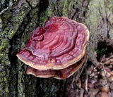 Ganoderma sessile image