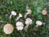 Armillaria gallica image