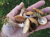 Armillaria gallica image