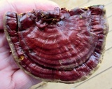 Ganoderma sessile image