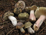 Russula olivacea image
