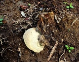 Inonotus dryadeus image