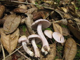 Inocybe lilacina image