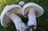 Agaricus arvensis image