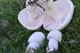 Agaricus arvensis image