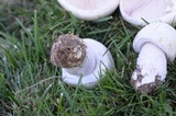 Agaricus arvensis image