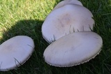 Agaricus arvensis image