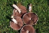 Agaricus arvensis image