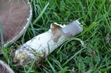 Agaricus arvensis image